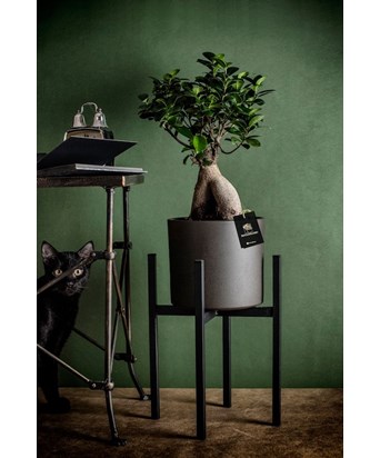 Ayaklı Saksıda Ficus Ginseng Bonsai